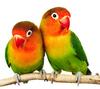 Pareja de agapornis